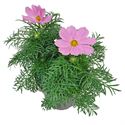 Afbeelding van EJ Cosmos Bipinatus Pink